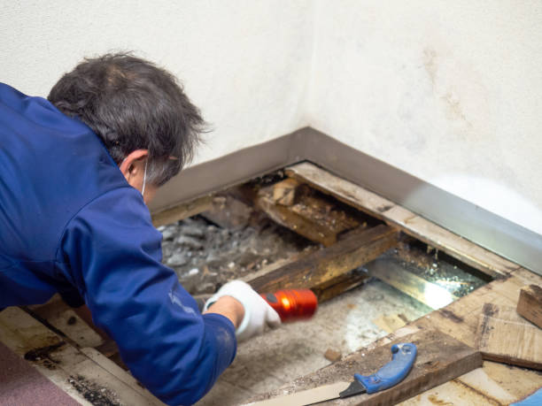 Best Attic Mold Removal  in Cypress Quarters, FL