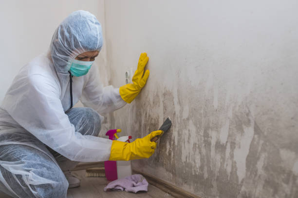 Best Toxic Mold Removal  in Cypress Quarters, FL