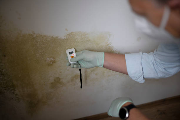 Best Office Mold Removal Services  in Cypress Quarters, FL