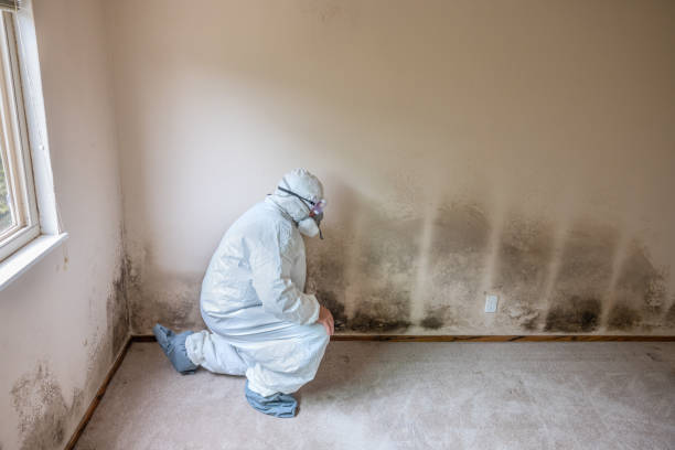 Best Mold Remediation  in Cypress Quarters, FL