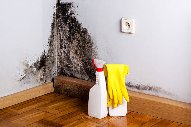 Best Fast Mold Removal  in Cypress Quarters, FL